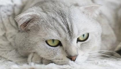 九游娱乐app下载-张雨霏获得国际泳联表彰奖项，张雨霏夺全国游泳冠军赛视频