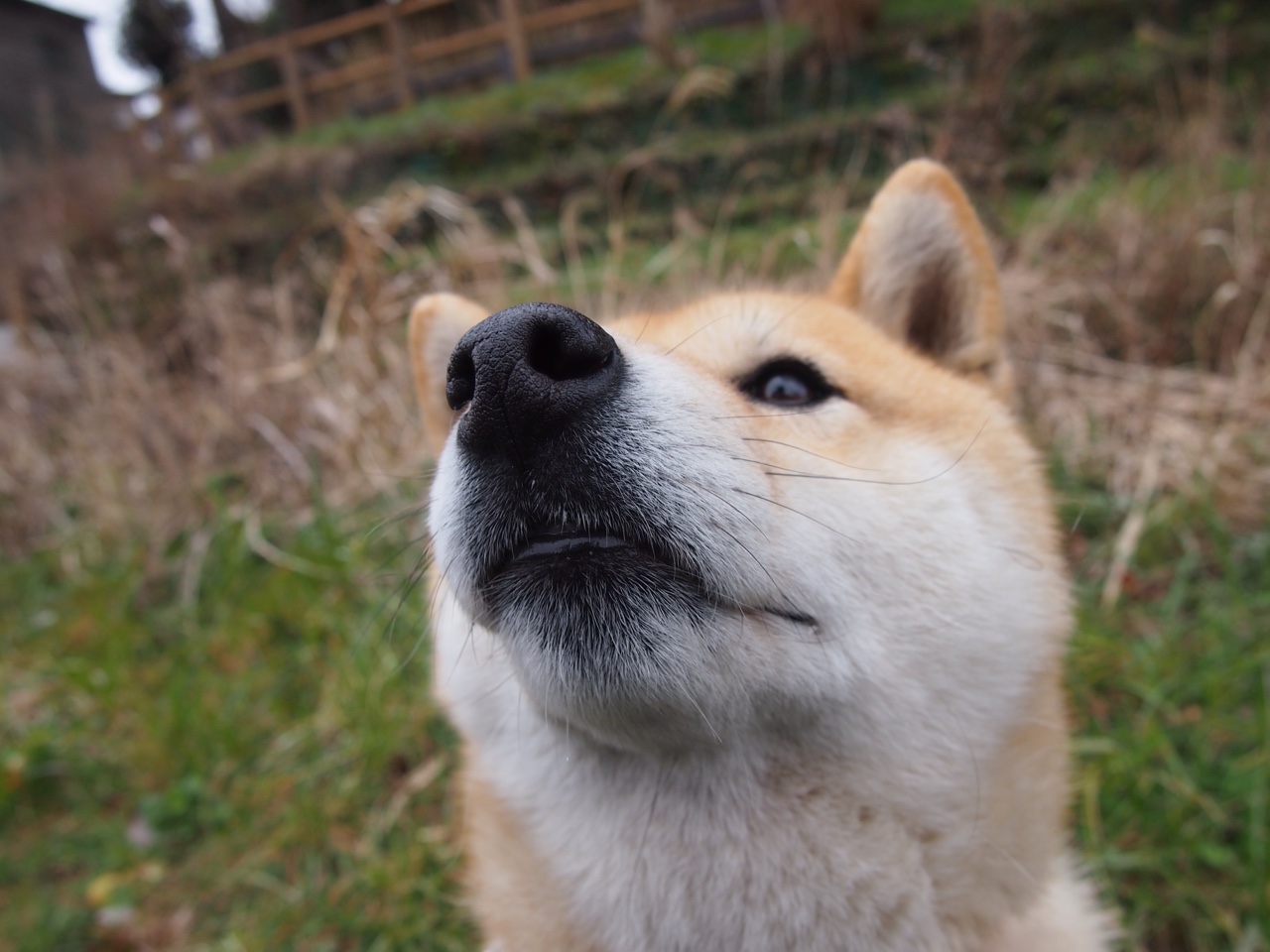 张雨霏三冠加身 成就满载而归,张雨霏夺冠比赛视频