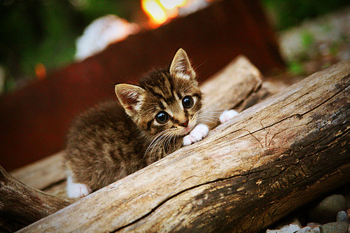 九游官网入口下载-校园足球场地资源持续优化，校园足球场地标准尺寸