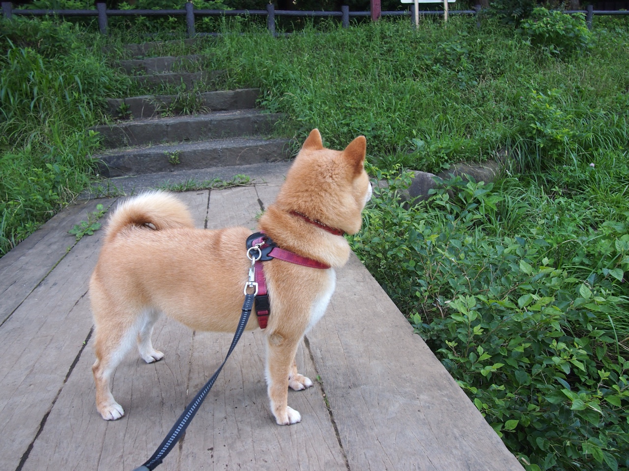 九游官网入口地址-赛后图赫尔称赞球队精神力和执行力，图赫尔现在在哪儿教练