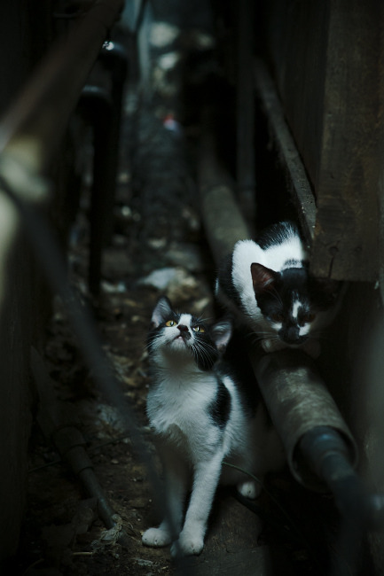 Kós双项目晋级，显示项目多样性