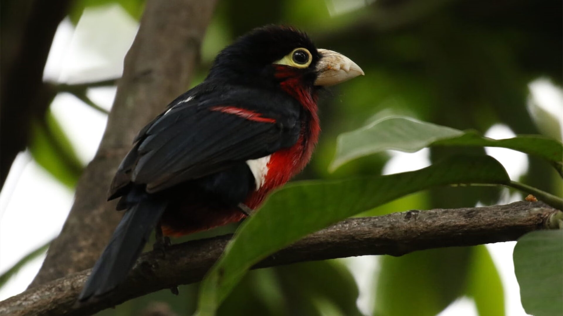 “帕布罗·马特拉的精准防守，为阿根廷美洲狮队的未来保驾护航”