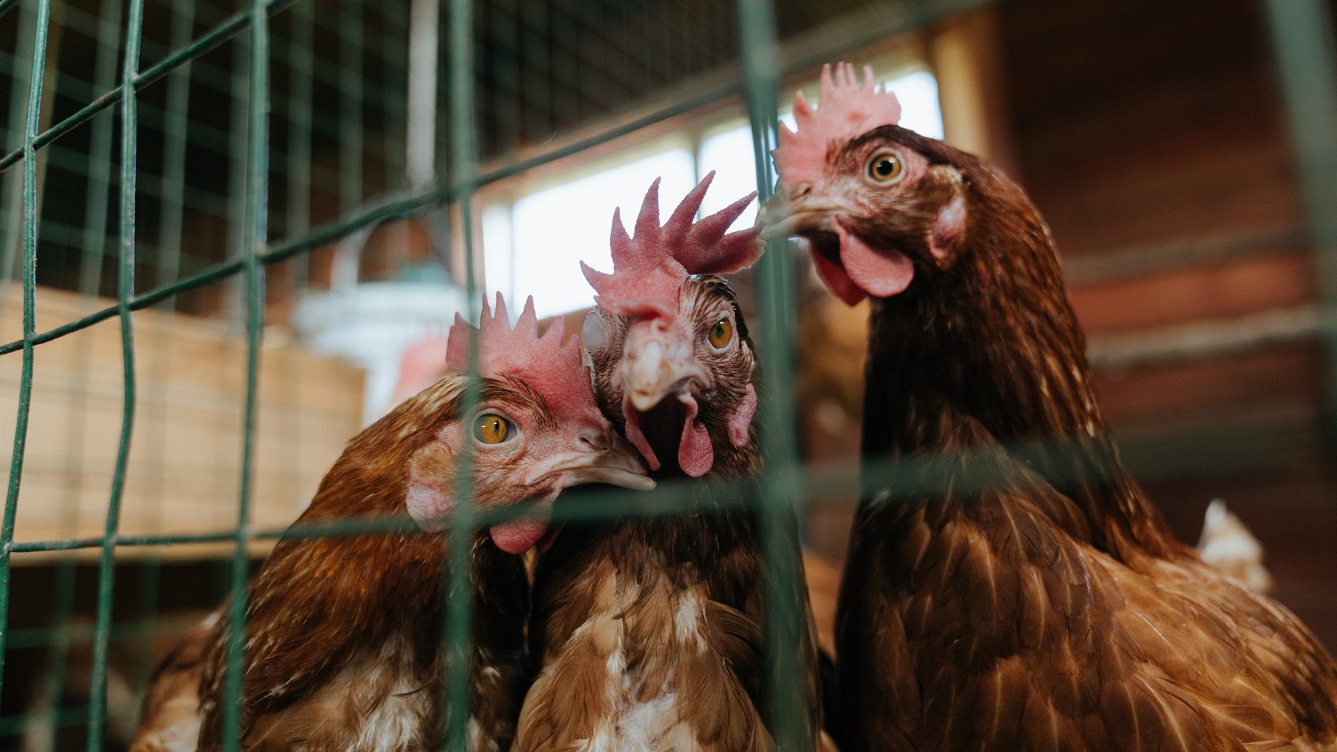 伊拉克男篮在西亚锦标赛中拼搏奋战，期待突破