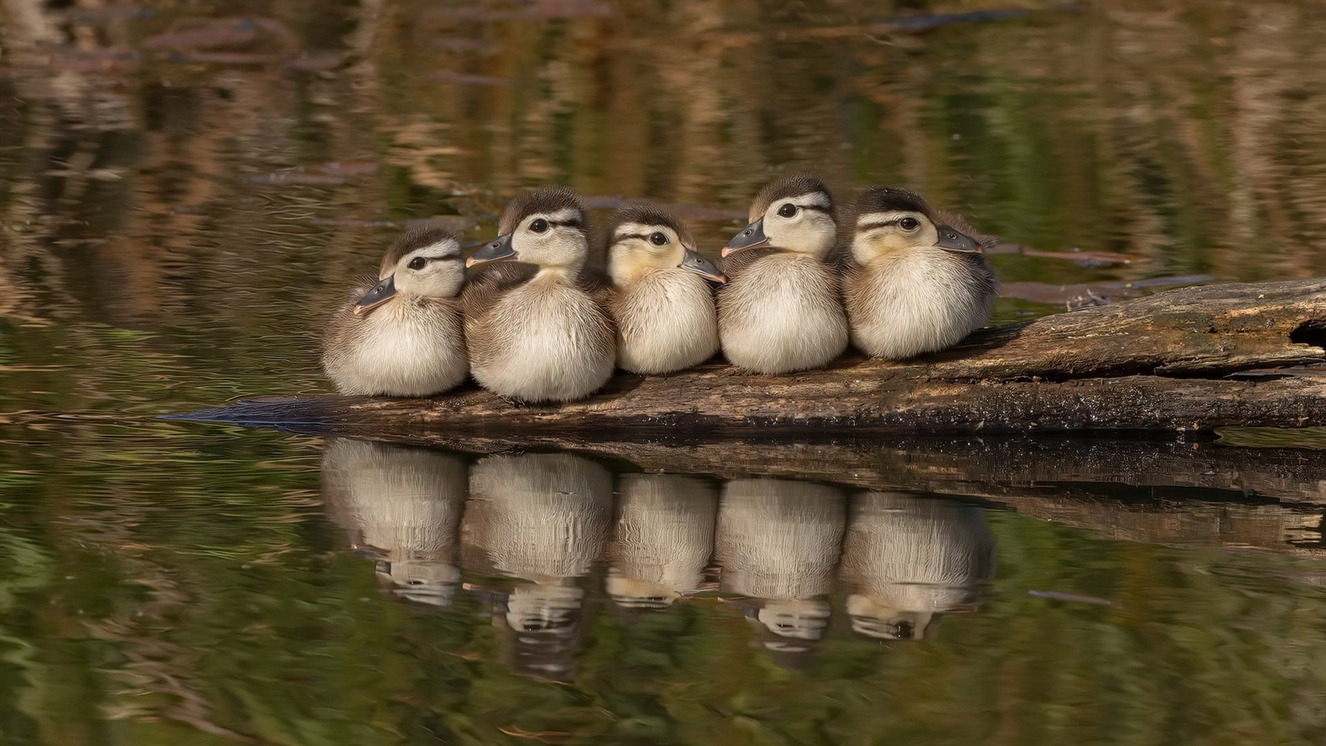 伊拉克男篮在西亚锦标赛中拼搏奋战，期待突破