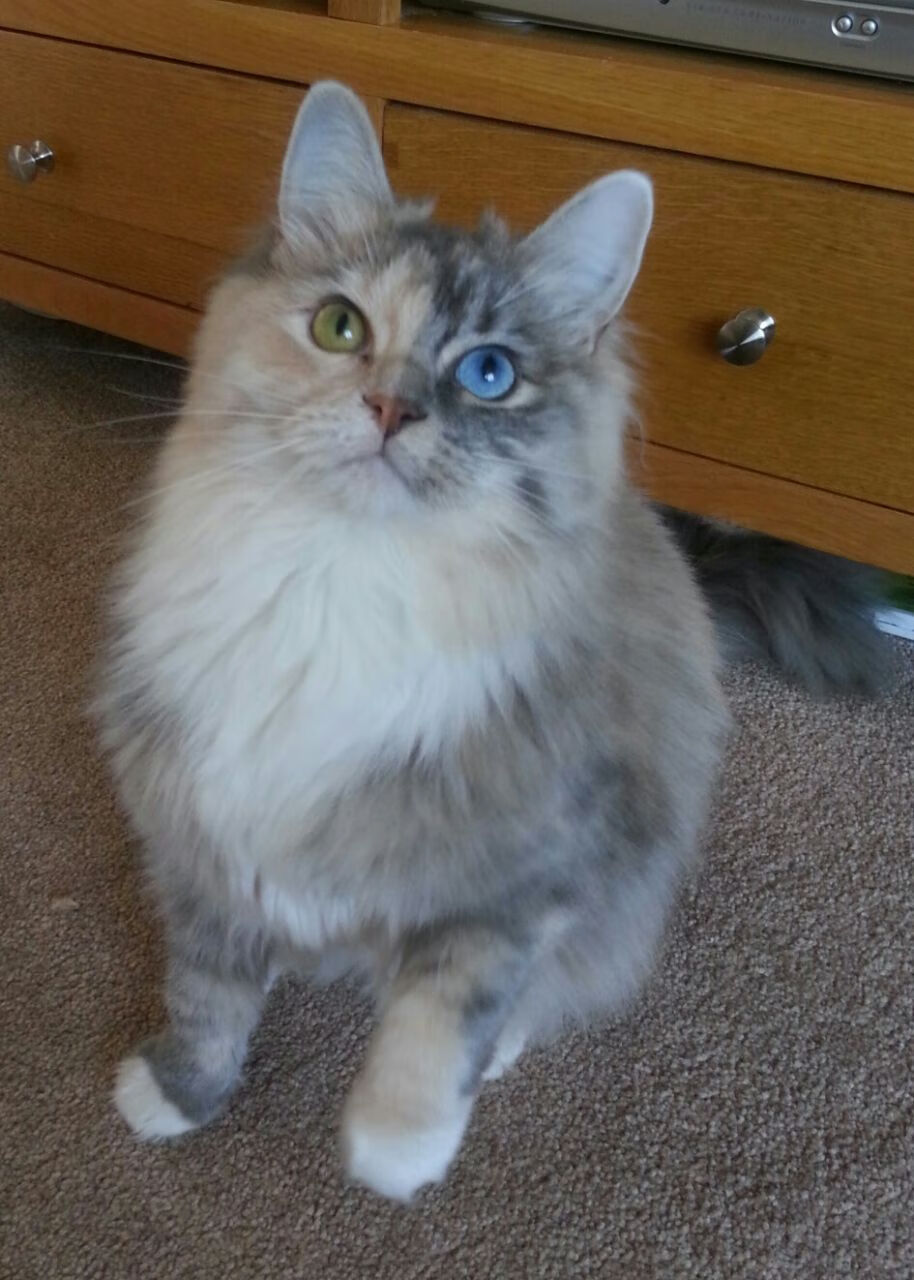 九游娱乐下载-希腊女篮在国际比赛中稳步提升，迈向奥运